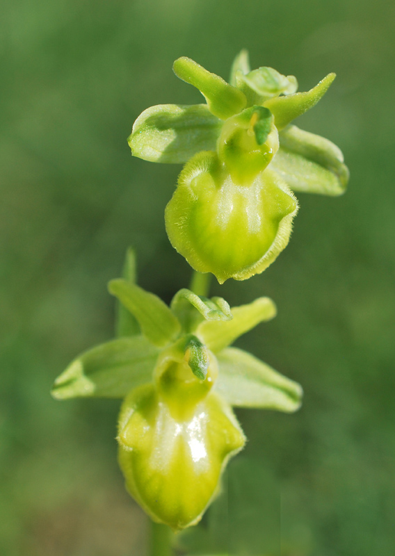 Ophrys sphegodes apocromatica