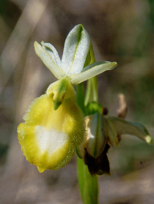 Ophrys bertolonii subsp. benacensis apocromatica