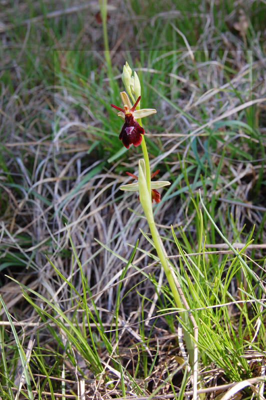 Ophrys  daneschiana W.J. Schrenk (O.benacensis x O.insectifera)