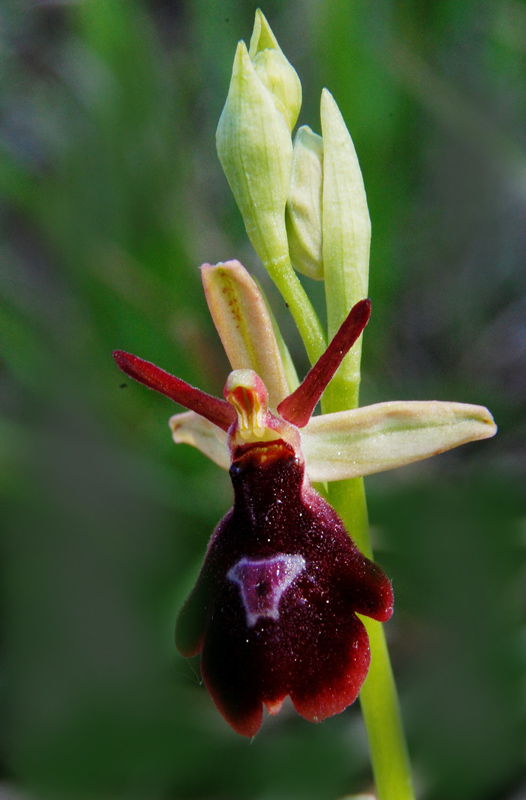Ophrys  daneschiana W.J. Schrenk (O.benacensis x O.insectifera)