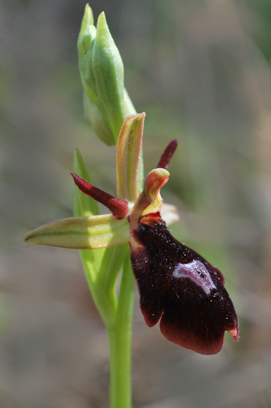 Ophrys  daneschiana W.J. Schrenk (O.benacensis x O.insectifera)