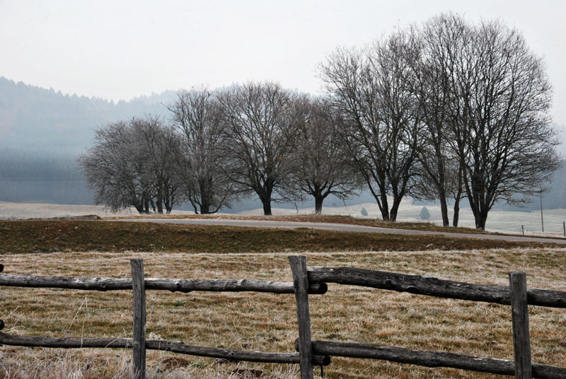 Cansiglio: alberi e paesaggio