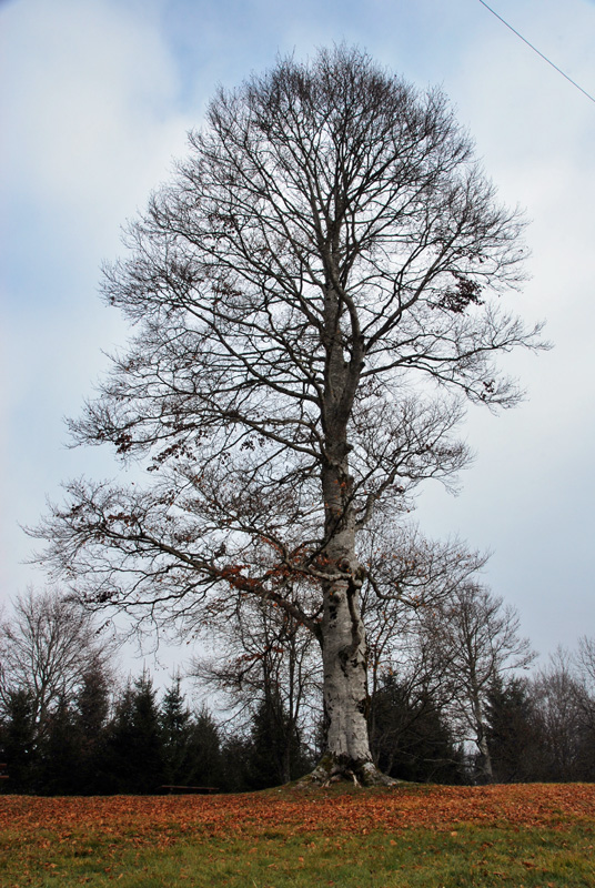 Cansiglio: alberi e paesaggio