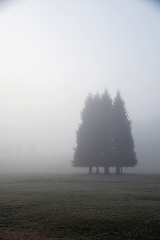 Cansiglio: alberi e paesaggio