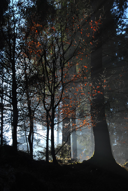 Cansiglio: alberi e paesaggio