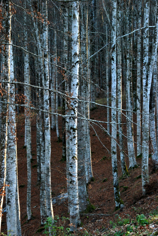 Cansiglio: alberi e paesaggio