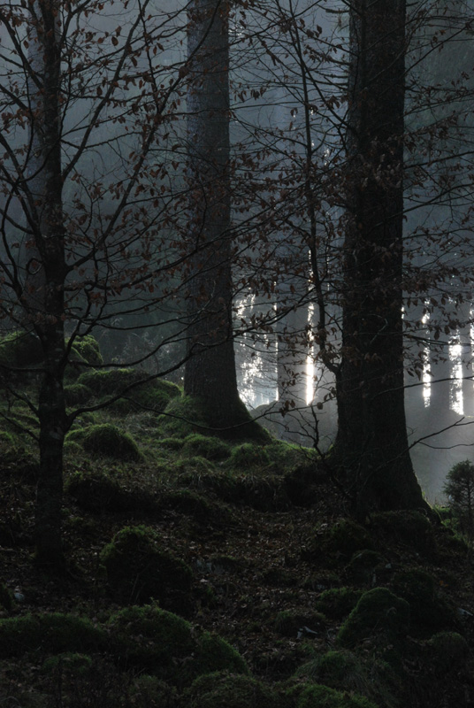 Cansiglio: alberi e paesaggio