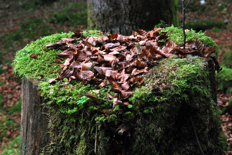 Cansiglio: alberi e paesaggio