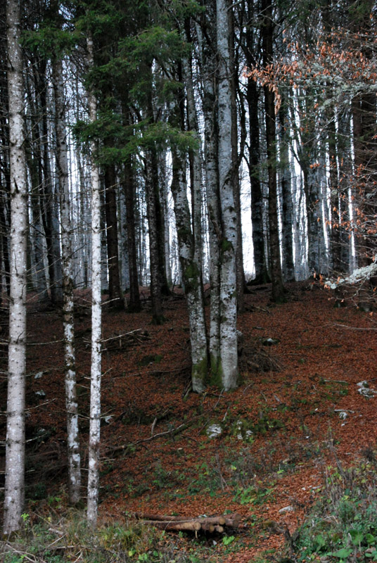 Cansiglio: alberi e paesaggio