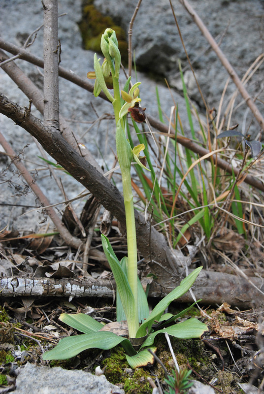 Ophrys sphegodes dei Colli Berici