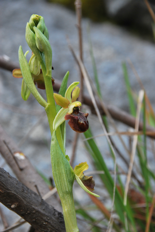 Ophrys sphegodes dei Colli Berici