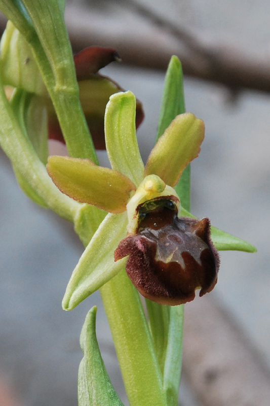 Ophrys sphegodes dei Colli Berici