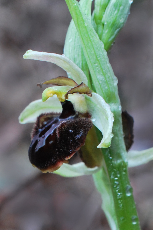 Ophrys sphegodes dei Colli Berici