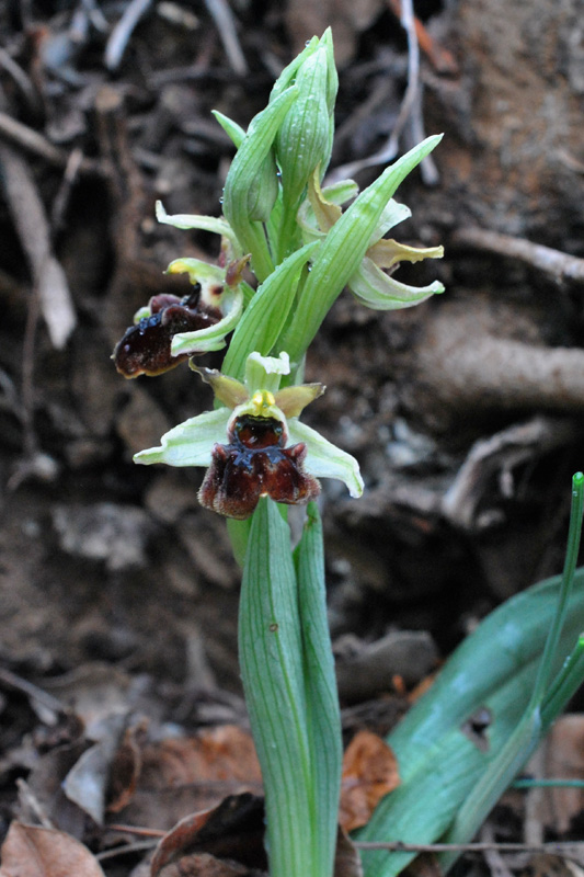 Ophrys sphegodes dei Colli Berici