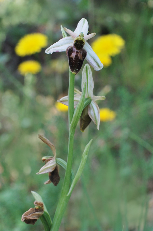 Orchidee di fine aprile in Gargano 4