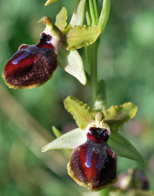 Orchidee di fine aprile in Gargano 4