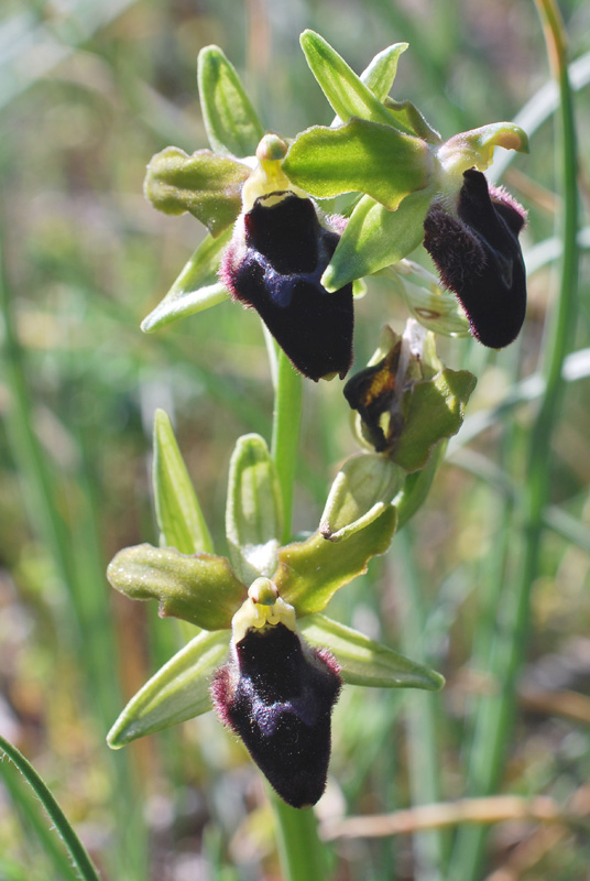 Orchidee di fine aprile in Gargano 4