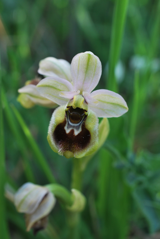 Orchidee di fine aprile in Gargano 4