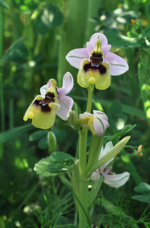 Orchidee di fine aprile in Gargano 4