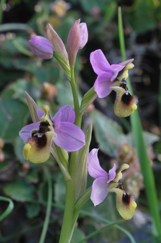 Orchidee di fine aprile in Gargano 4