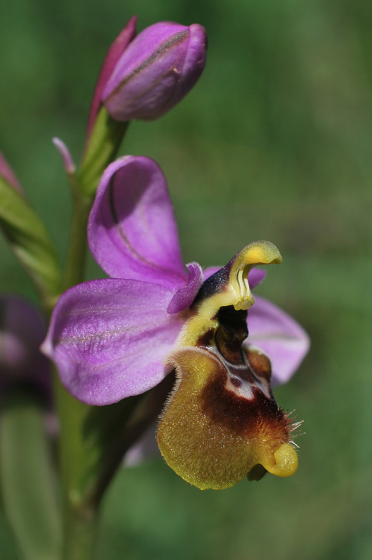 Orchidee di fine aprile in Gargano 4