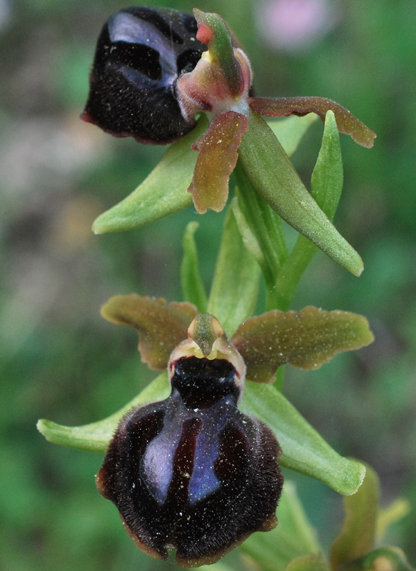 Orchidee di fine aprile in Gargano 4