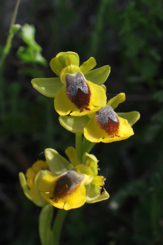 Orchidee di fine aprile in Gargano 5