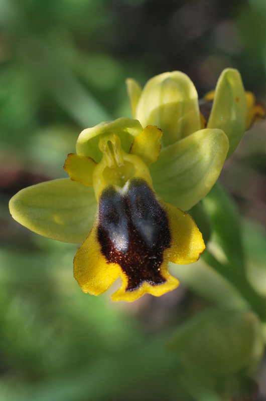 Orchidee di fine aprile in Gargano 5