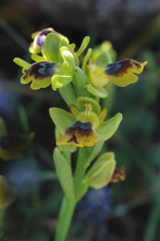 Orchidee di fine aprile in Gargano 5