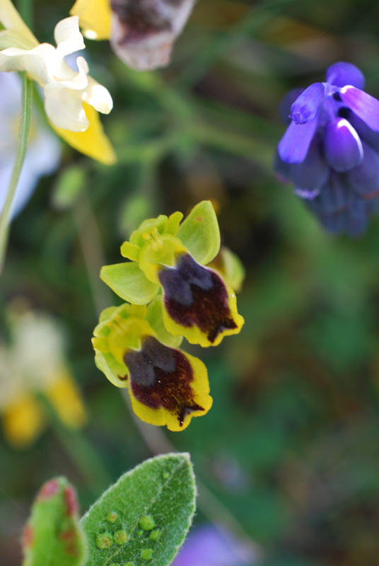 Orchidee di fine aprile in Gargano 5