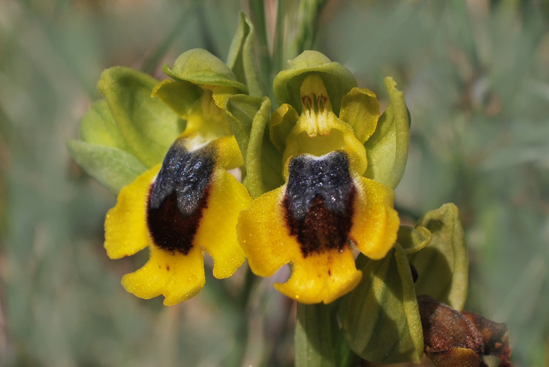 Orchidee di fine aprile in Gargano 5