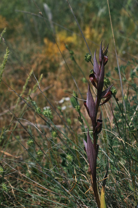 Orchidee di fine aprile in Gargano 5