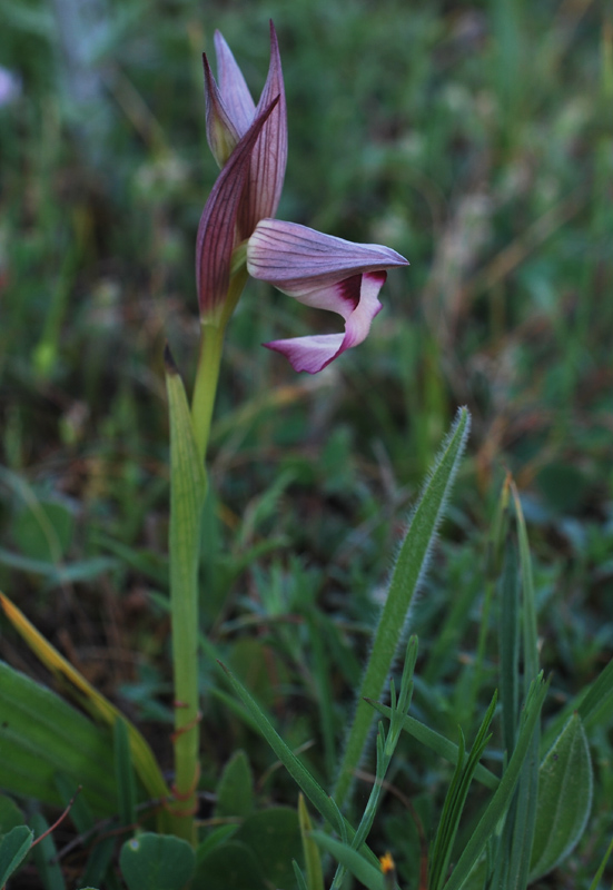 Orchidee di fine aprile in Gargano 5