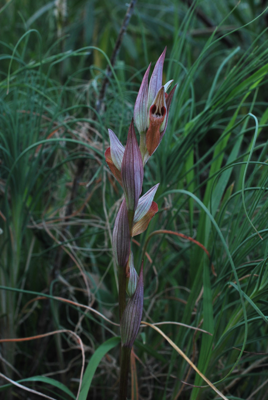 Orchidee di fine aprile in Gargano 5