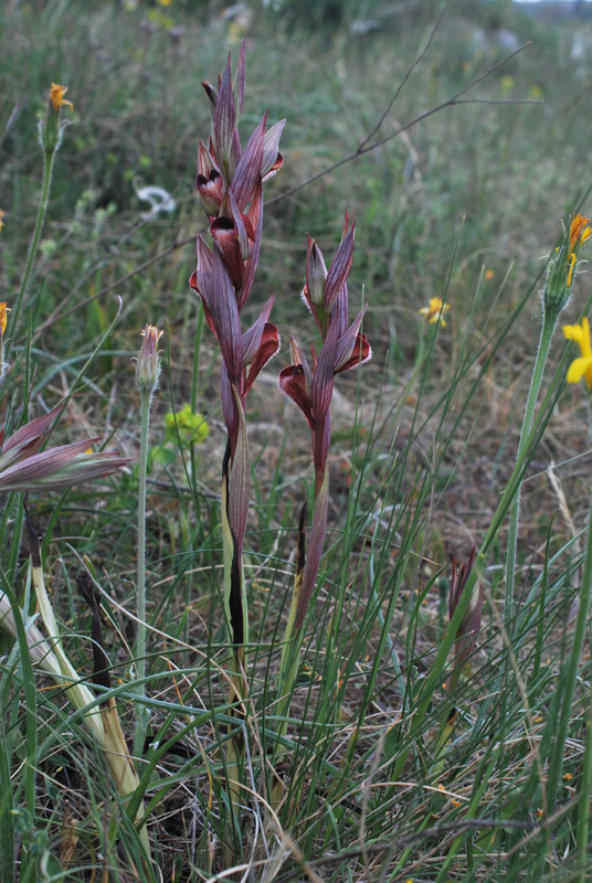 Orchidee di fine aprile in Gargano 5