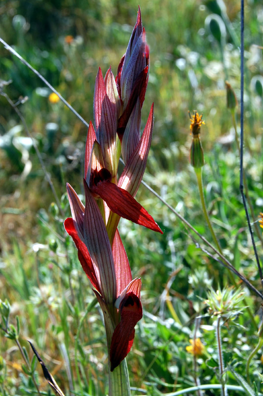 Orchidee di fine aprile in Gargano 5