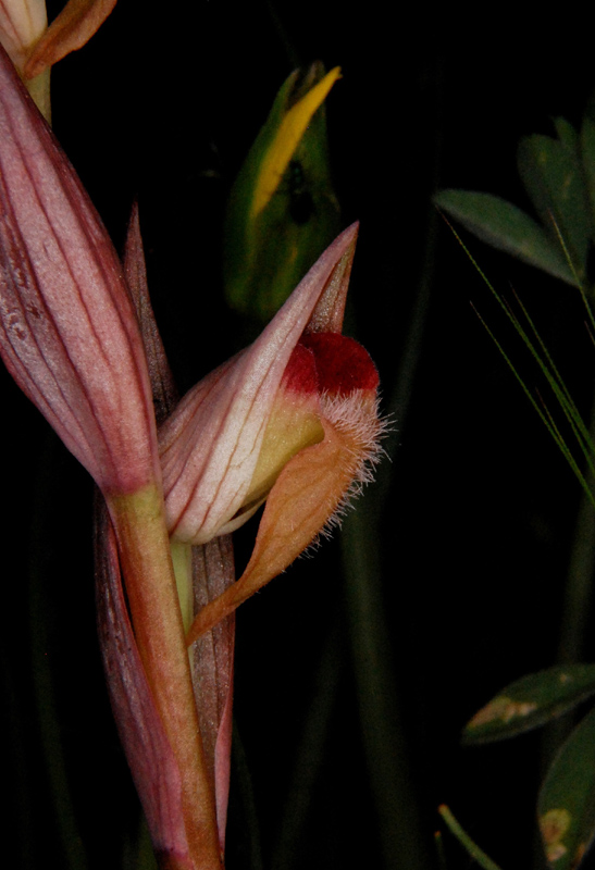 Orchidee di fine aprile in Gargano 5