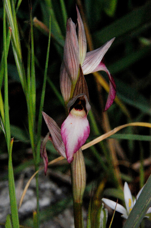 Orchidee di fine aprile in Gargano 5