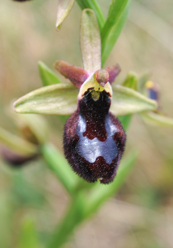 Ophrys bertolonii x Ophrys incubacea