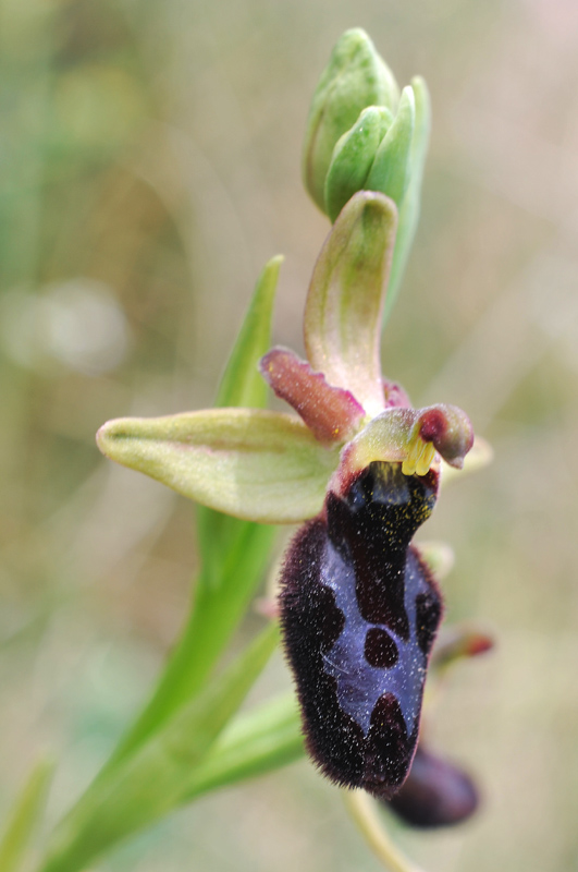 Ophrys bertolonii x Ophrys incubacea