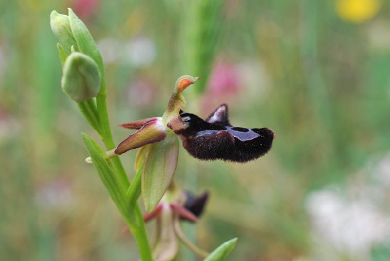 Ophrys bertolonii x Ophrys incubacea