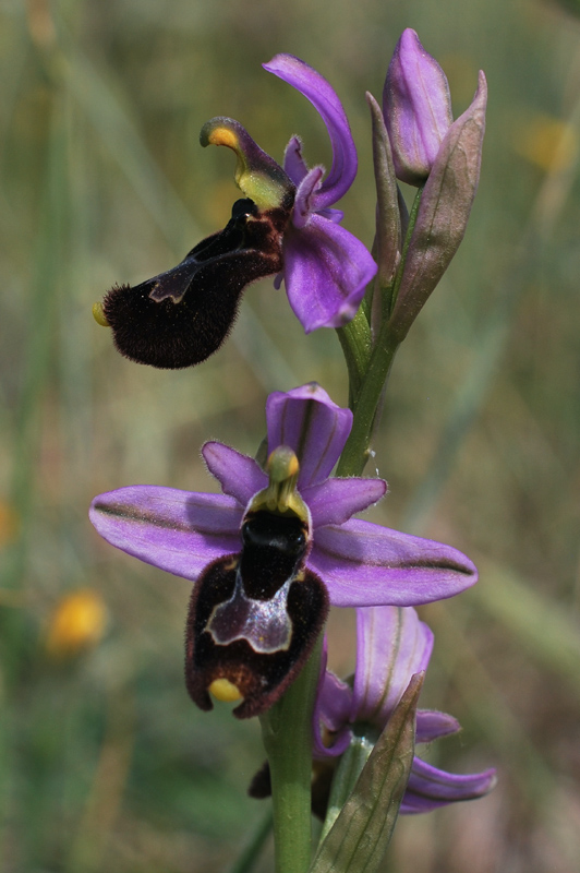 Ophrys bertolonii x Ophrys tenthedinifera neglecta