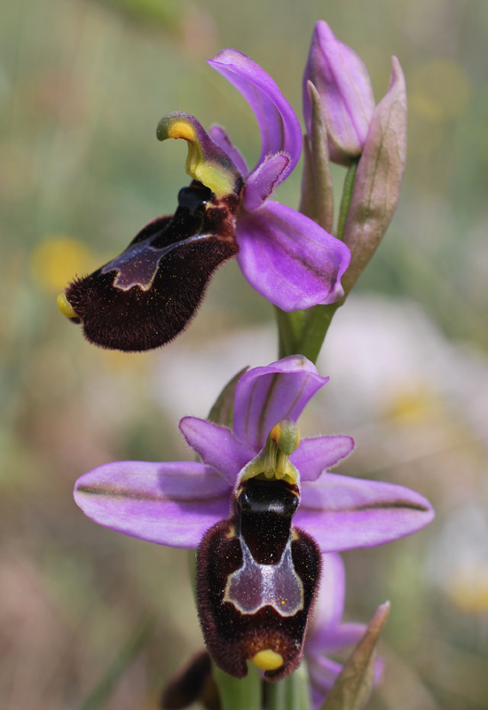 Ophrys bertolonii x Ophrys tenthedinifera neglecta