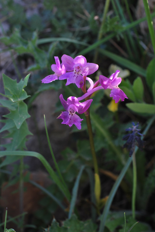 Orchis pauciflora x Orchis quadripunctata