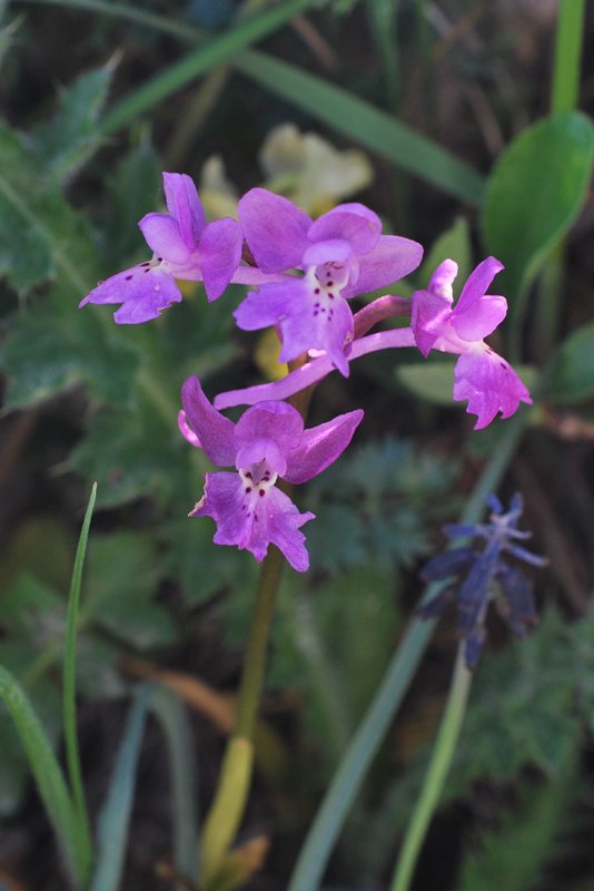 Orchis pauciflora x Orchis quadripunctata