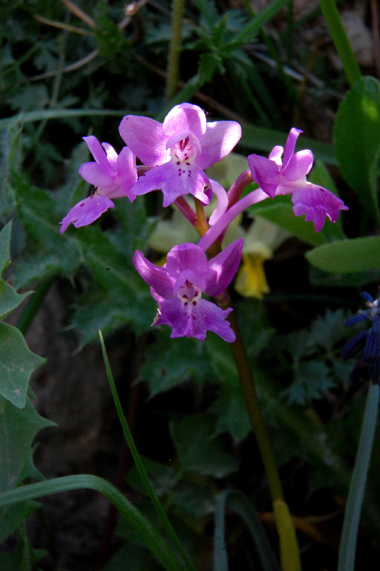 Orchis pauciflora x Orchis quadripunctata