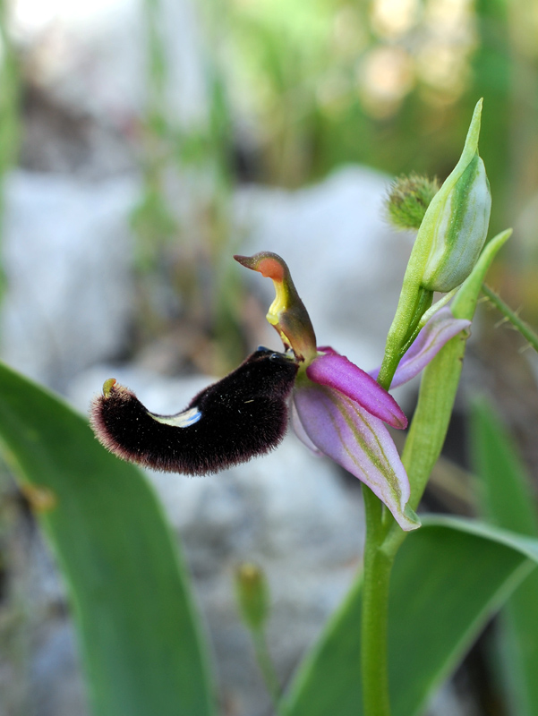 4 orchidee da determinare