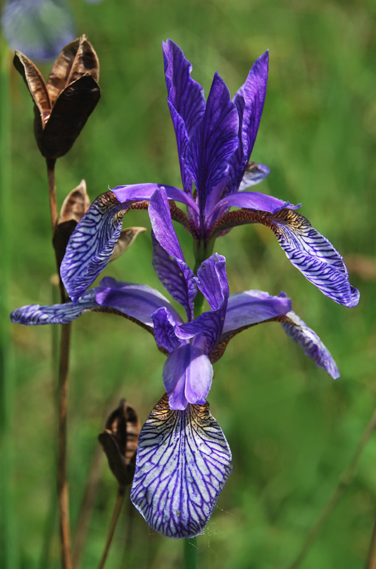 Iris sibirica / Giaggiolo siberiano