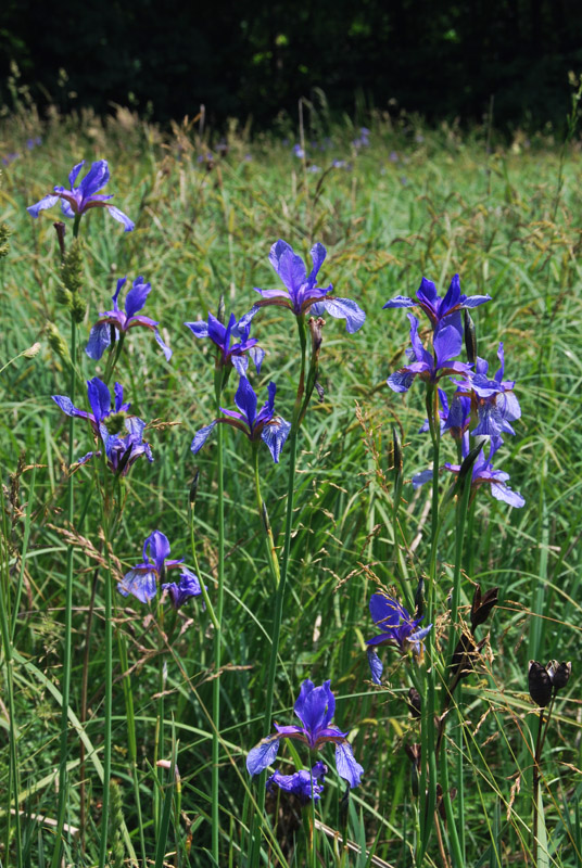 Iris sibirica / Giaggiolo siberiano