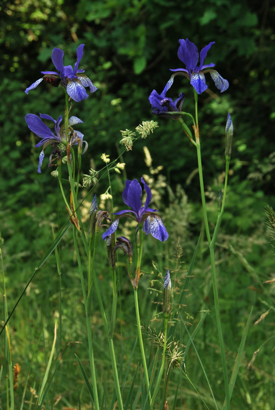 Iris sibirica / Giaggiolo siberiano